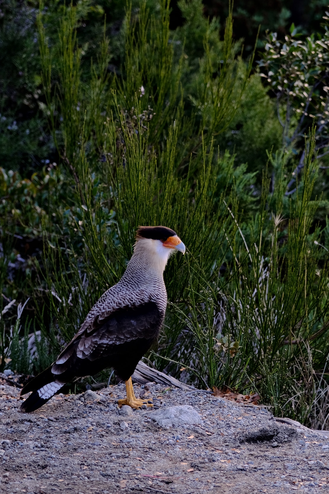 Image 93