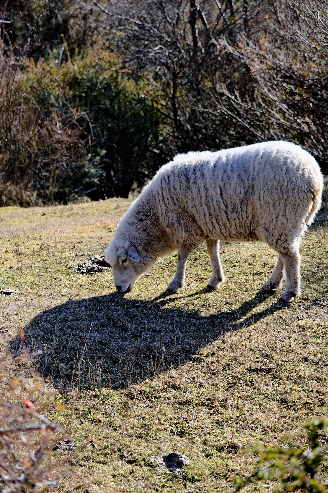 Image 113